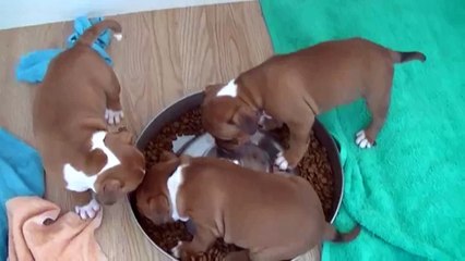 91ème vidéo Le repas avec les chiots de Staffordland