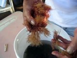Limu: Hawaiian Edible Seaweed