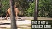 CAMEL OMG !!! Headless CAMEL - Video Dailymotion