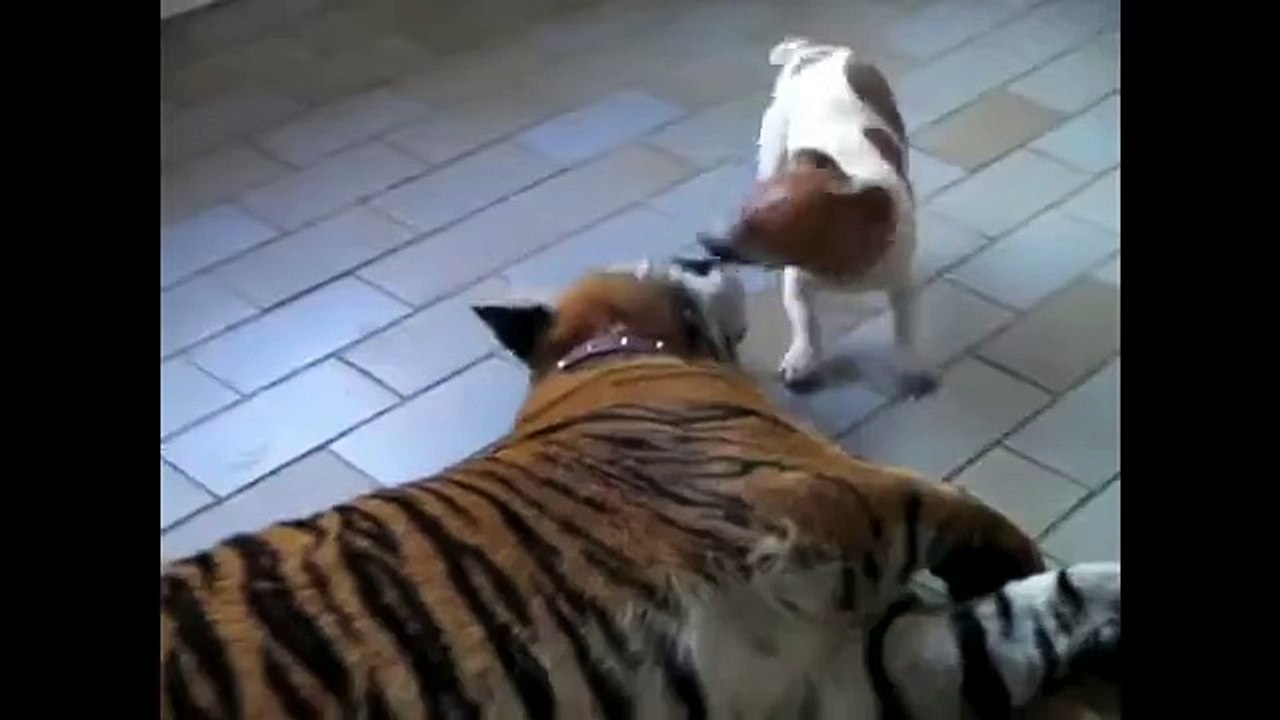 Mon ami le tigre