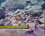 Central American cichlid fishes: natural underwater video shots