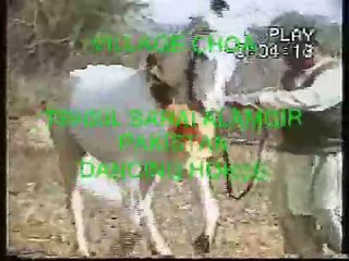 Pakistani Horse dance on wedding VILLEEMA... Raja Shabir UK