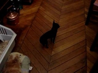 Les chis se rebellent