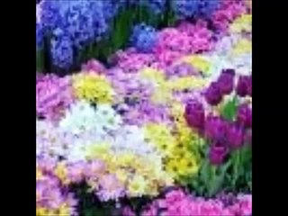 cemal kuru - hasan ile hüseyin