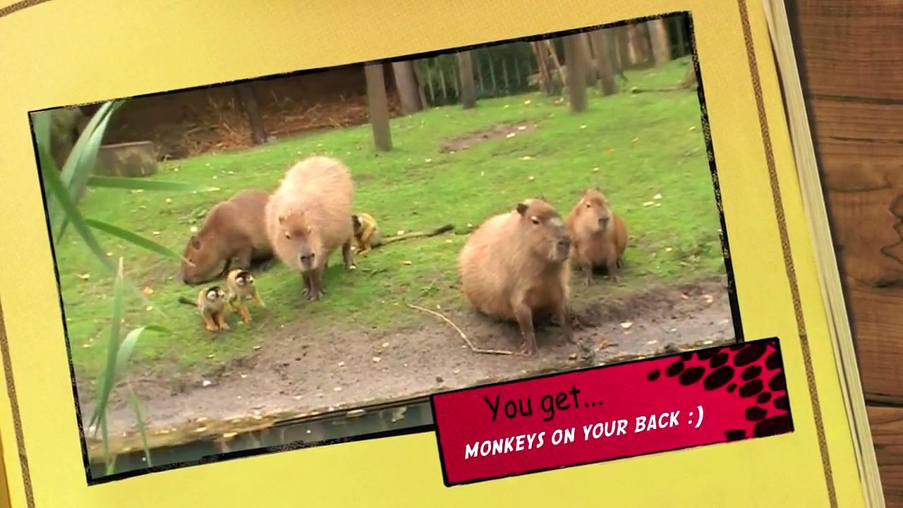 Capibaras and Squirrel Monkeys playing