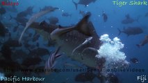 Tiger Shark Vs Scuba Diver 720p HD