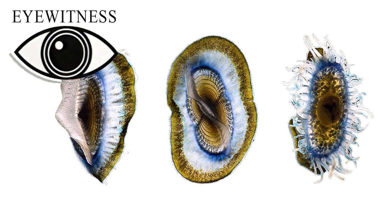 EYEWITNESS | Life
