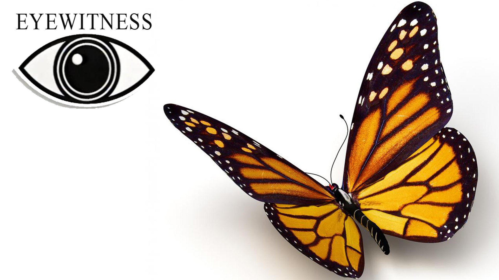 EYEWITNESS | Butterfly & Moth