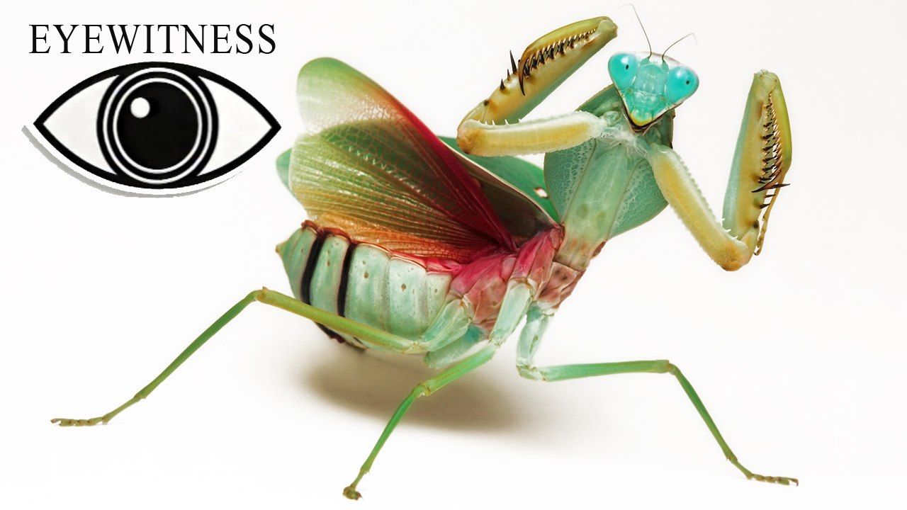 EYEWITNESS | Insect