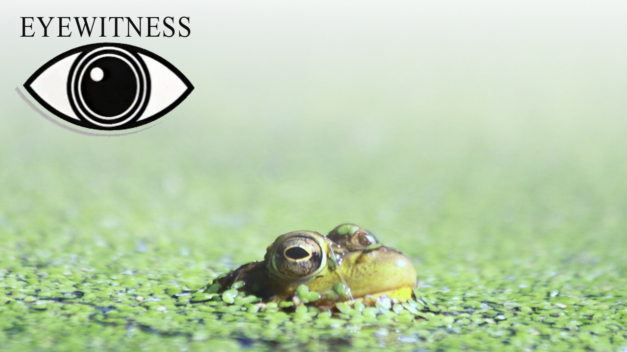 EYEWITNESS | Pond & River