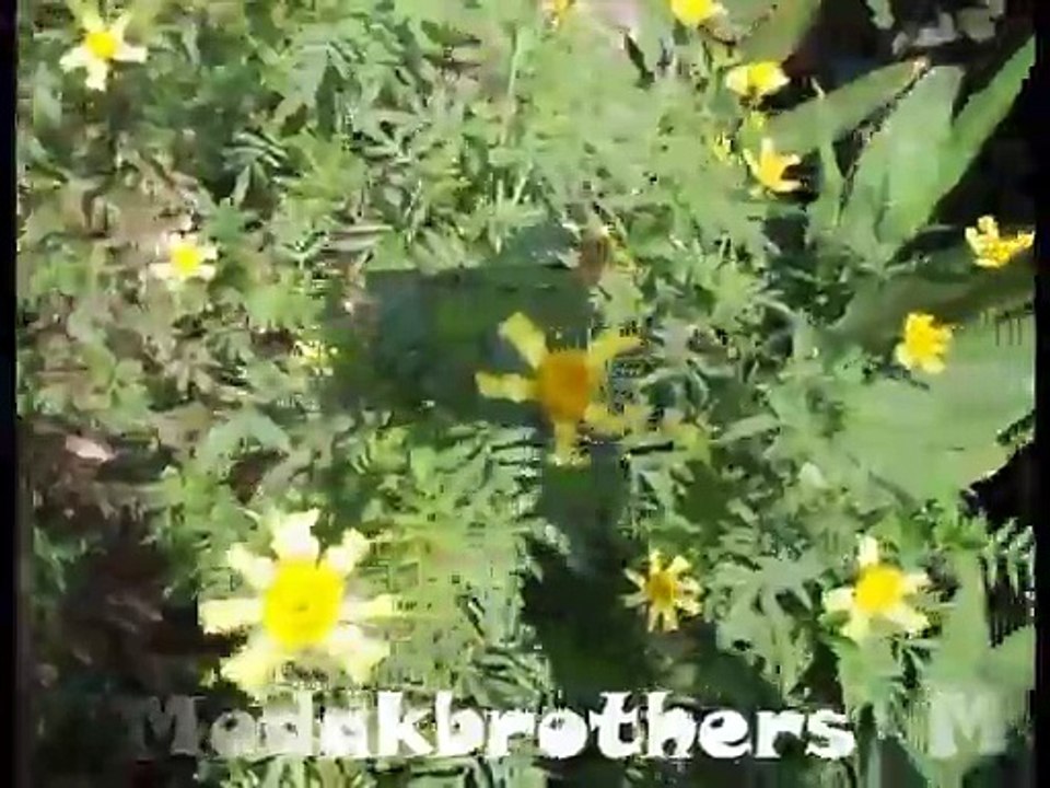 Cultivated Flowers