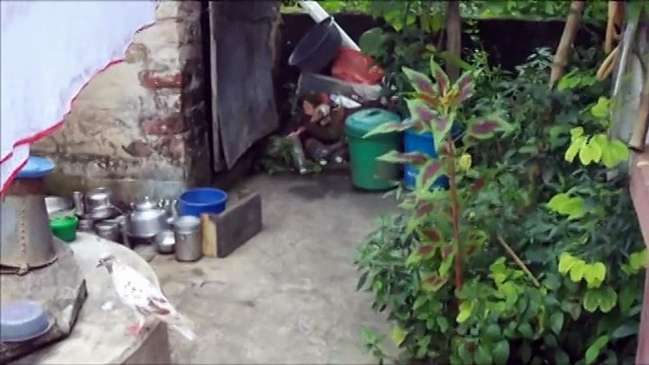 Home Dove Playing Clip
