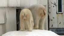 アイラの叫びとララの厳しさと優しさ~Polar Bear cub is crying