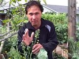 Growing Calcium. Vegetables you can grow that are high in Calcium