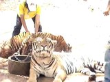 Tigers shower before picture