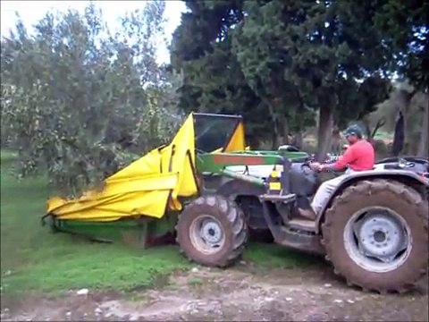 Raccolta olive con ombrello rovescio SICMA + cernitrice.