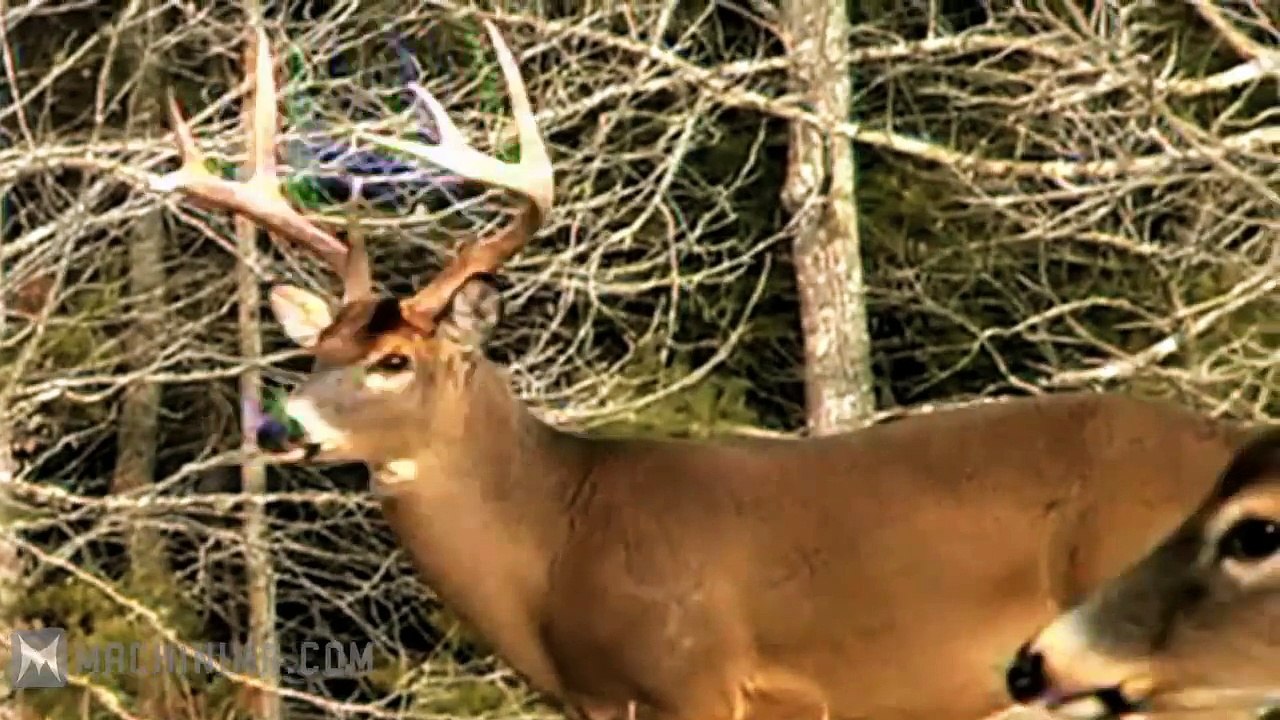 Alan Wake: Bright Falls - Join us at Bright Falls' 68th Annual Deerfest!