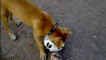 jack