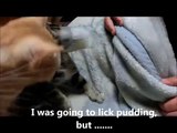 ПРИКОЛЫ КОШКИ И КОТЫ, КОТЯТА FUNNY KITTEN, CAT, CATS