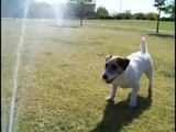 Incredible Dog Tricks Performed by Jesse the Jack Russell