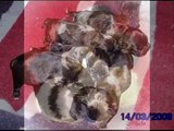 10 PERRITOS  INFANTIL -Children 10 puppies