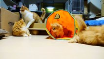 【マンチカンズ】マンチカン子猫の運動会　~cats' athletic meet ~