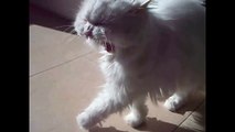 ► The Best Cat Vines Compilation ★Lovely and Diabolical, Sweet Angora Cat★