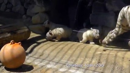 White tiger cub brothers rescue sibling fallen in a pool