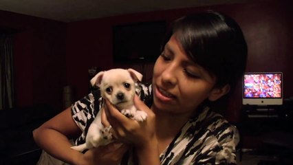 Surprise! New puppy for daughter's birthday!