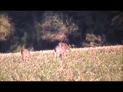 caceria de venado cola blanca 12 puntas