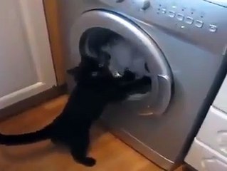 Power Full Cat