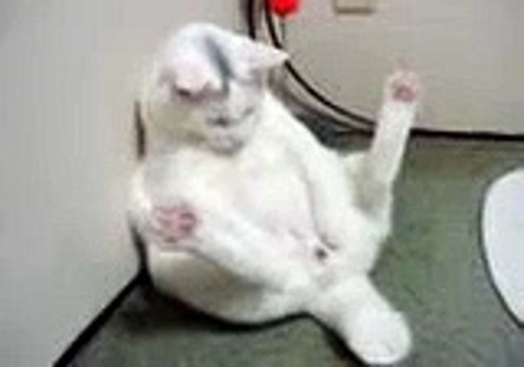 Masterbating Cat