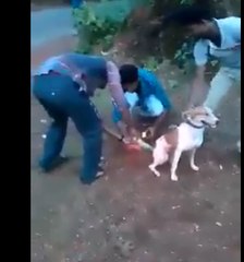 what are doing these boys with this dog,very bad