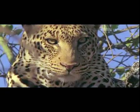 WILD AFRICA BBC Motion Gallery