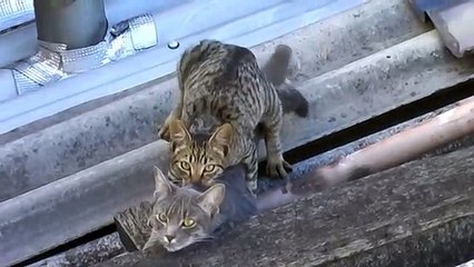 Gatos apareándose - Cats Matting