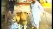 Lion whisperer - Pet Lions- Pet lion (Pakistan) Must Watch!!!