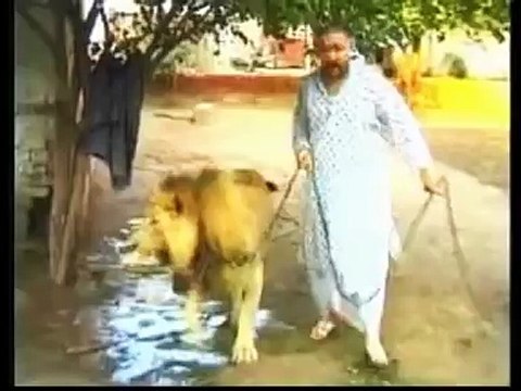 Lion whisperer - Pet Lions- Pet lion (Pakistan) Must Watch!!!
