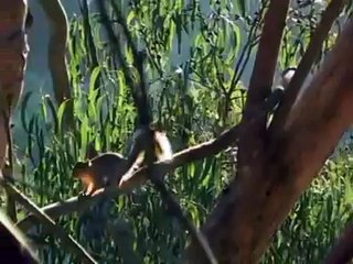 Chinese Music Guqin Wang Fei 王菲古琴 Without Ulterior Motives meditation relaxation Zen