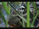 BBC Life African Bull Frog Fight -Sir David Attenborough