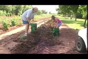 Digging Potatoes and Onions   - Growing a Vegetable Garden