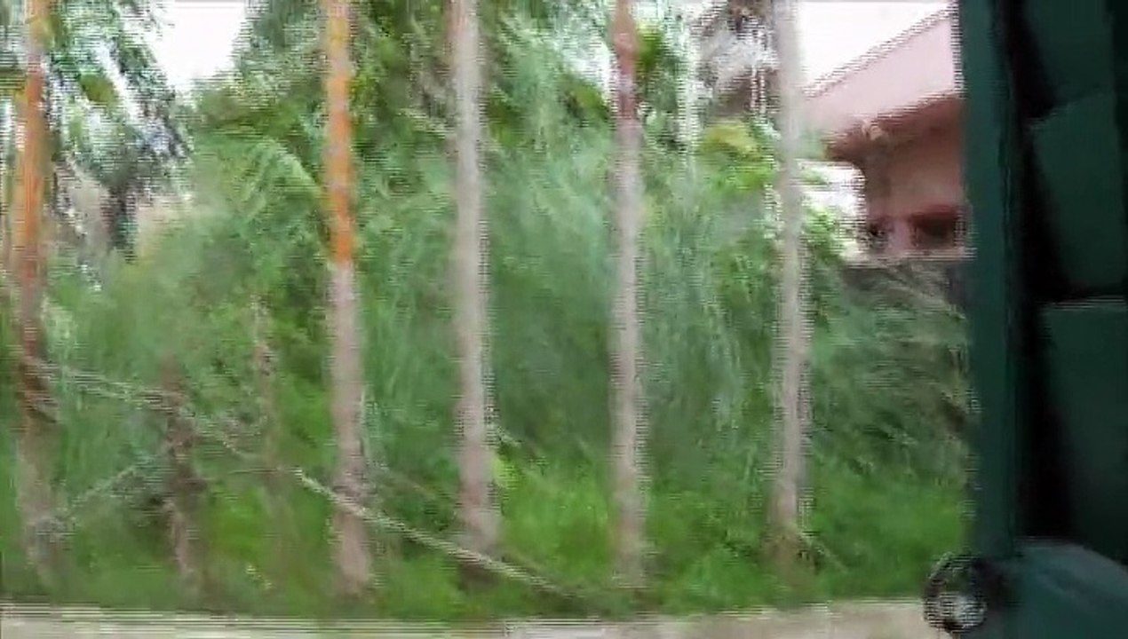 Some Unknown Weeds Arround My Garden