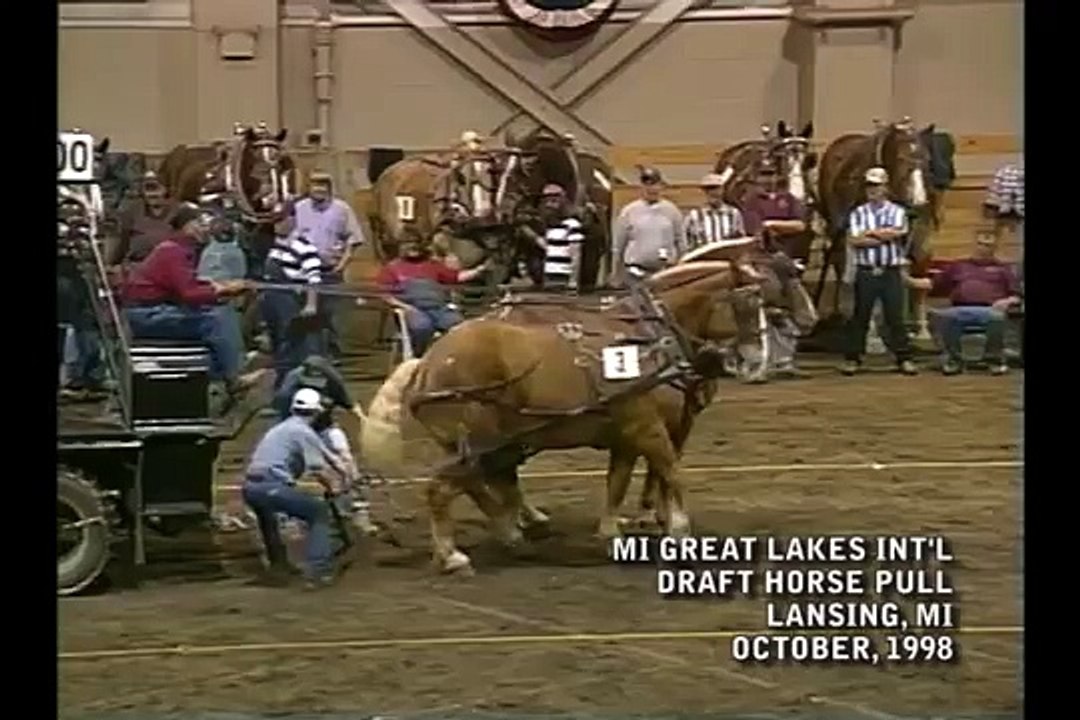 Runaway at Draft Horse Pull