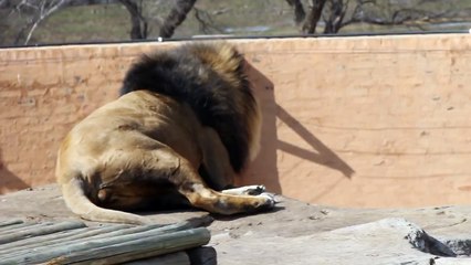 Lions Roar - Please turn up the volume for this video!!