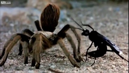 Deadliest Warrior  Black Ninja Wasp VS Giant Barbarian Spider