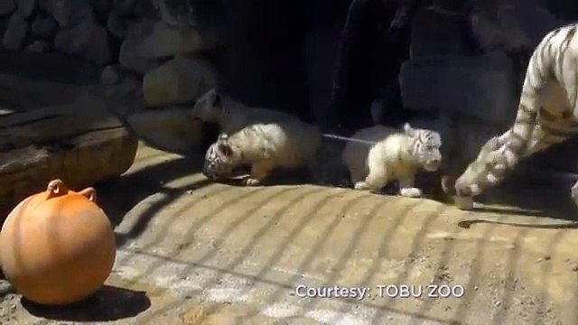 Un tigre blanc aide son frère tombé dans un bassin d'eau