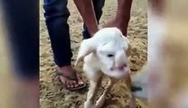 Lamb with human-like features including eyes, nose and mouth is born on a farm in Russia - Watch live streaming & best collection of recorded programs from ARY News, ARY Zauq, ARY Digital, & QTV. Way in to telefilms, dram