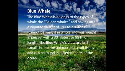 Largest Living Animals in the World