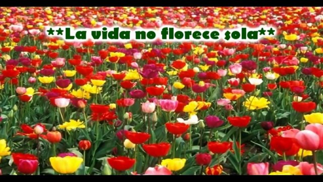 La Vida No Florece Sola - Reflexiones De La Vida