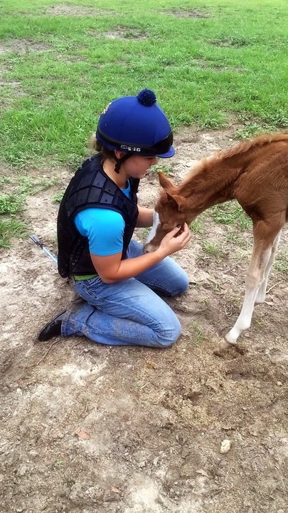 Adorable Baby Horse loves hugs