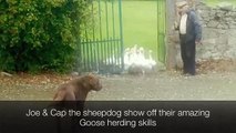 The working sheepdog herding geese at Jerpoint Park